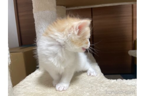 販売中の千葉県のサイベリアン-115325の25枚目