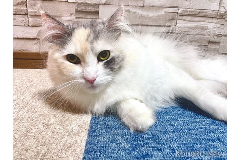 ソフィーちゃん1枚目