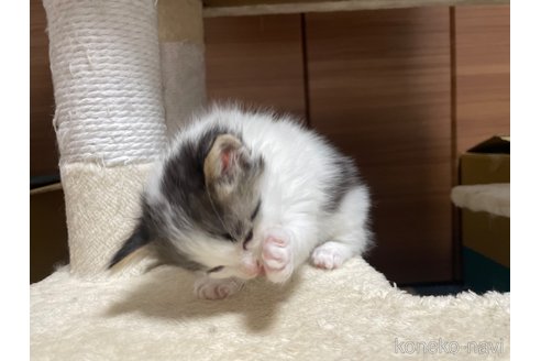 成約済の千葉県のサイベリアン-115333の15枚目