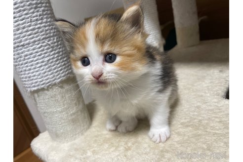 販売中の千葉県のサイベリアン-115334の16枚目