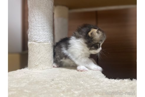 販売中の千葉県のサイベリアン-115337の21枚目