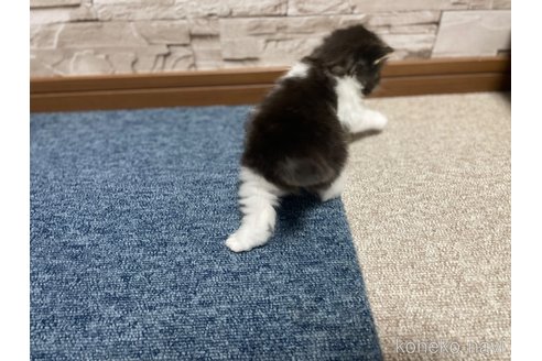 販売中の千葉県のサイベリアン-115337の13枚目