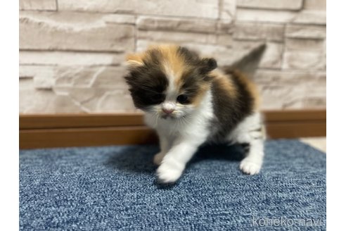 成約済の千葉県のサイベリアン-115339の11枚目