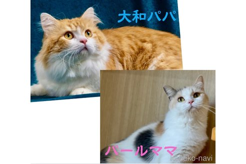 販売中の岐阜県のマンチカン(短足)-115353の4枚目