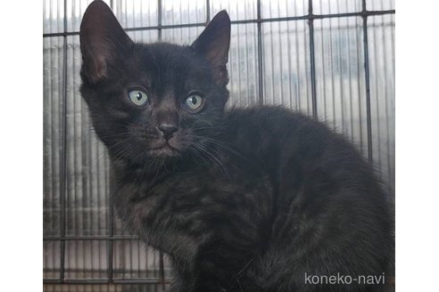販売中の埼玉県のベンガル-115357の4枚目