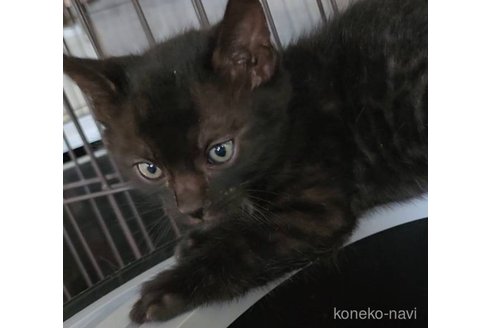 販売中の埼玉県のベンガル-115357の3枚目