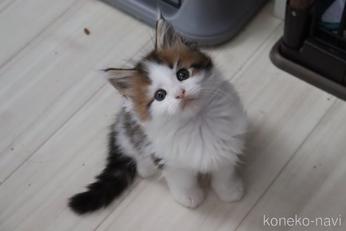 販売中の千葉県のメインクーン-115359の1枚目
