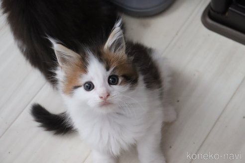 販売中の千葉県のメインクーン-115359の8枚目