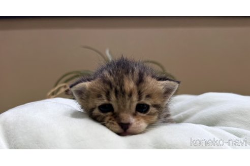 商談中の岐阜県のマンチカン-115360の3枚目