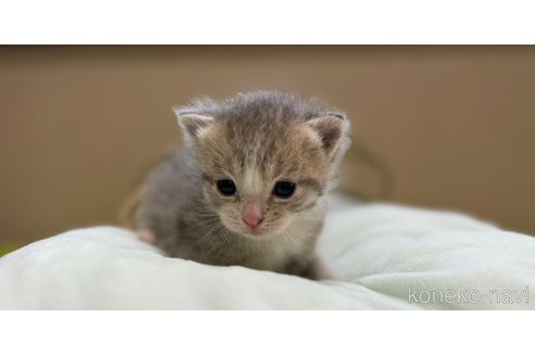 販売中の岐阜県のマンチカン-115361の6枚目