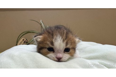 商談中の岐阜県のマンチカン(短足)-115362の2枚目