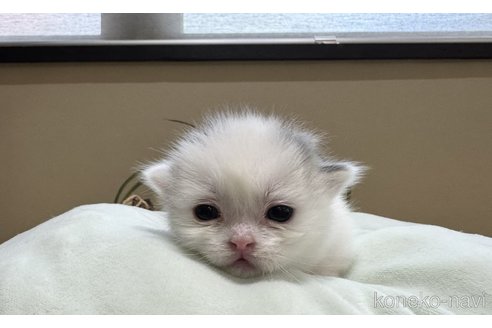 販売中の岐阜県のマンチカン(短足)-115363の3枚目