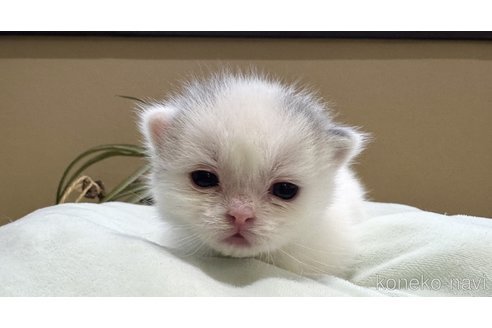 販売中の岐阜県のマンチカン(短足)-115363の4枚目