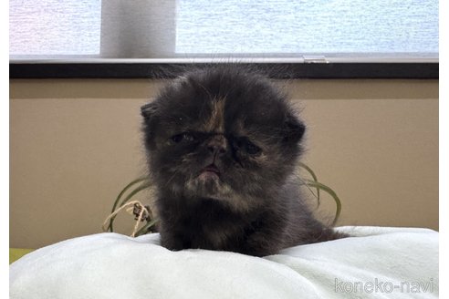 販売中の岐阜県のエキゾチックショートヘア-115364の2枚目
