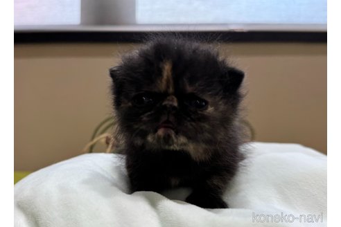 販売中の岐阜県のエキゾチックショートヘア-115364の4枚目