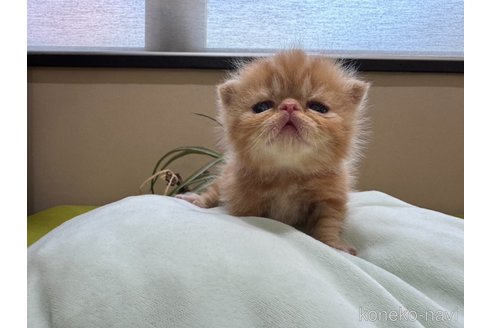 販売中の岐阜県のエキゾチックショートヘア-115365の10枚目