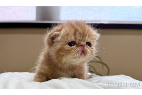 販売中の岐阜県のエキゾチックショートヘア-115365の2枚目