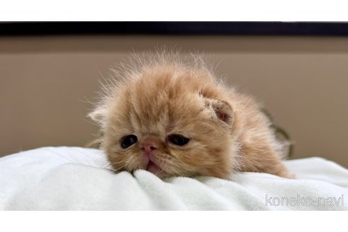 販売中の岐阜県のエキゾチックショートヘア-115365の3枚目