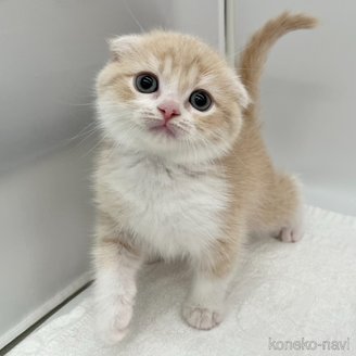商談中の愛知県のスコティッシュフォールド(折れ耳)-115371の1枚目