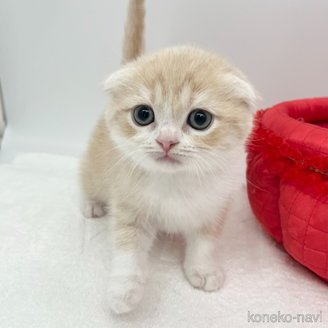 商談中の愛知県のスコティッシュフォールド(折れ耳)-115371の2枚目