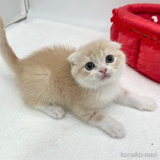商談中の愛知県のスコティッシュフォールド(折れ耳)-115371の5枚目