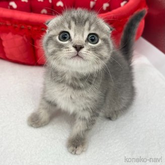 商談中の愛知県のスコティッシュフォールド(折れ耳)-115373