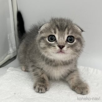 商談中の愛知県のスコティッシュフォールド(折れ耳)-115373の5枚目