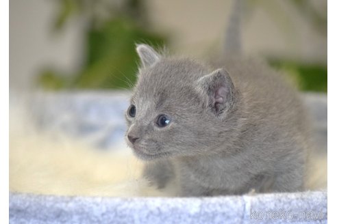 販売中の大阪府のロシアンブルー-115378の4枚目