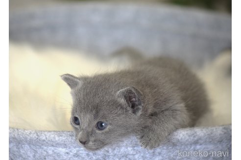 販売中の大阪府のロシアンブルー-115378の3枚目
