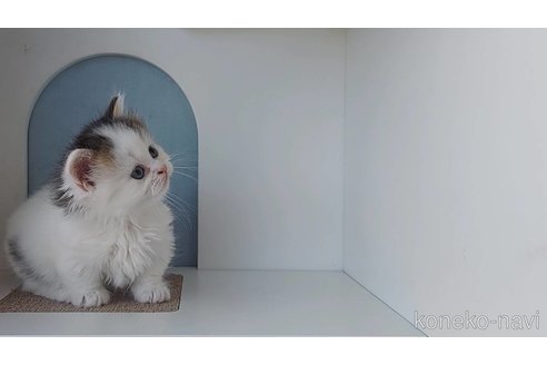 販売中の大分県のマンチカン(短足)-115377の3枚目