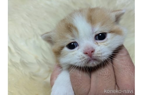 販売中の大阪府のミヌエット-114570の11枚目