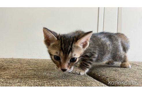 成約済の愛知県のトイガー-115399の3枚目