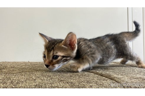 成約済の愛知県のトイガー-115399の5枚目