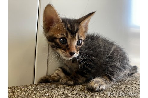 成約済の愛知県のトイガー-115400の5枚目