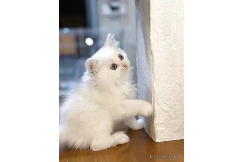 販売中の長野県のミヌエット-115403の5枚目
