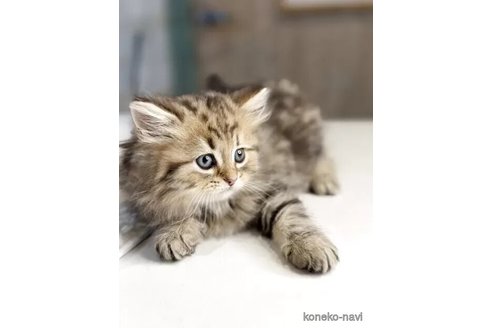 販売中の長野県のミヌエット-115408の2枚目