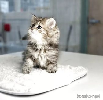 販売中の長野県のミヌエット-115408の5枚目
