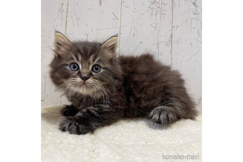 販売中の千葉県のラガマフィン-115413の3枚目