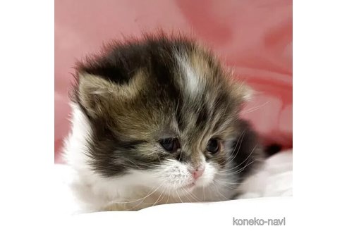 販売中の埼玉県のマンチカン-115414の2枚目