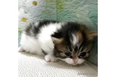 販売中の埼玉県のマンチカン-115414の5枚目