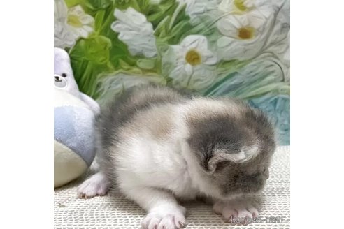 販売中の埼玉県のマンチカン-115415の6枚目