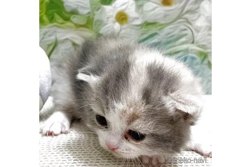 販売中の埼玉県のマンチカン-115415の4枚目