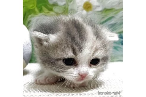 販売中の埼玉県のマンチカン-115415の2枚目