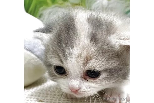 販売中の埼玉県のマンチカン-115415の3枚目