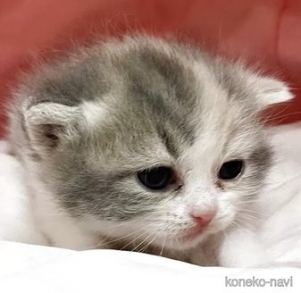 販売中の埼玉県のマンチカン-115415の5枚目
