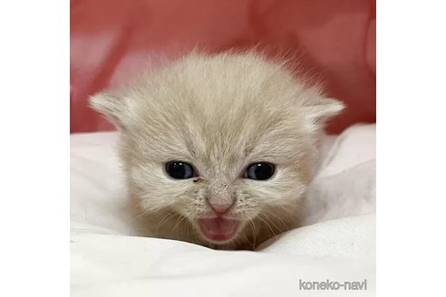 販売中の埼玉県のマンチカン(短足)-115417の5枚目
