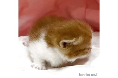 販売中の埼玉県のマンチカン(短足)-115420の6枚目