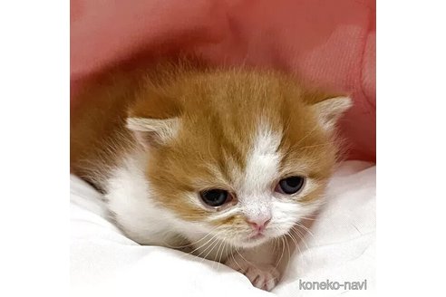 販売中の埼玉県のマンチカン(短足)-115420の4枚目