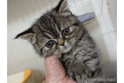 販売中の愛知県のエキゾチックショートヘア-112547の8枚目