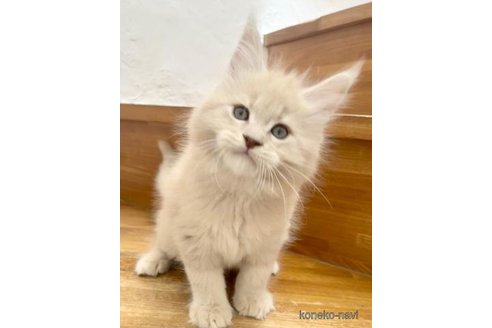 販売中の和歌山県のメインクーン-115426の2枚目